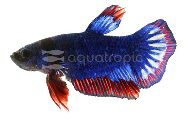 Plakat Patriot Betta, Male :: 55234