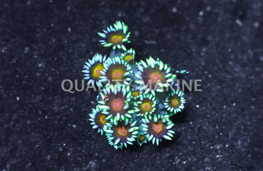 Flower Pot Long Polyp Green w/Colored Center :: Eastern Asia :: 63496