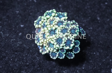 Daisy, Yellow/Gold :: Australia / Coral Sea :: 54290