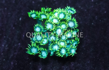 Flower Pot Green Metallic :: 87309