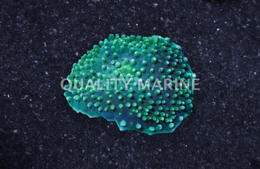 Mushroom Giant Cup Green :: 80414