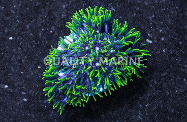 Starburst, Branch, Green :: Eastern Asia :: 20723