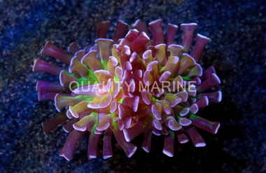 Hammer Branch Green Center, Gold Tentacle w/Purple Tip :: Eastern Asia :: 82712