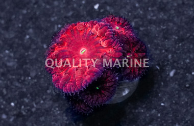 Blastomussa Merleti, Red :: Eastern Asia :: 58524