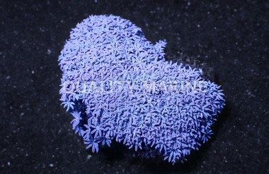 Pipe Organ, Fiji :: Central Pacific :: 71381