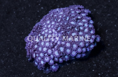 Daisy, Blue Center w/ Pink Tentacles :: Australia / Coral Sea :: 42318