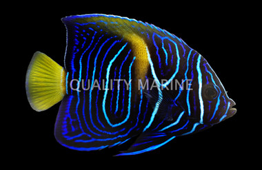 Maculosus Angelfish, White Moon Sub-Adult/Changing, Bali Aquarich :: Eastern Asia :: 55789