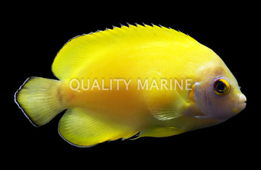 Tigerpyge Angelfish, Grade C, Bali Aquarich :: Eastern Asia :: 45622