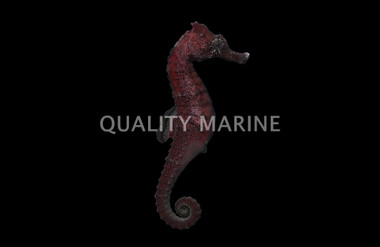 Brazilian Longsnout, Male :: Australia / Coral Sea :: 12309