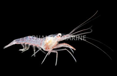 Peppermint Shrimp :: 57609
