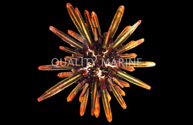 Slate Pencil Urchin :: 92283