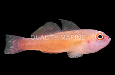 Pygmy, Ring-Eye :: Eastern Asia :: 18743