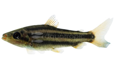 Arcus Lipstick Leporinus :: 89957