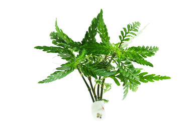 Hygrophila pinnatifida - bunch :: 44504