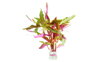 Alternanthera reineckii "Rosanervig" - bunch :: 27877