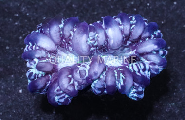 Button Coral :: 37435