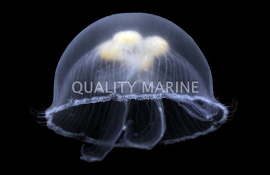 Moon Jellyfish :: 54007