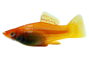Lutino Swordtail :: 69030