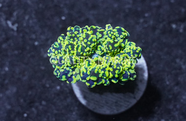 Octopus Branch Yellow Tip :: Eastern Asia :: 71413