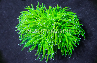 Holy Grail Cotton Candy Torch Coral :: 64067