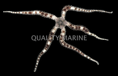 Banded Brittle Sea Star :: 59058