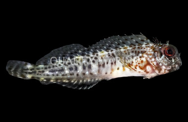 Molly Miller Blenny, QM Labs :: 85157