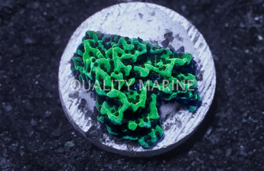 Undata Neon Green Polyp  :: Eastern Asia :: 47300