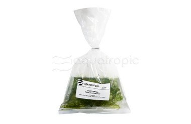 Najas guadalupensis 'Guppy Grass' (bag) :: 26099