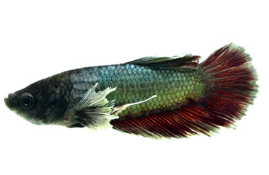 Mixed Color HMPK Dumbo Ear Betta, Male :: 76423