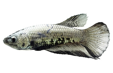 Black Platinum Dragon Betta, Male  :: 32892