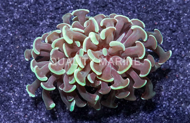 Hammer Branch Green :: Australia / Coral Sea :: 43872