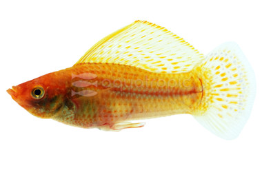 Gold Sailfin Molly :: 73126