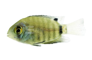Turquoise Severum Cichlid :: 68384
