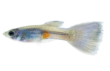 Blue Queen Guppy, Male  :: 54439