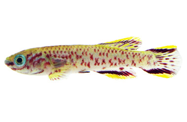 Blue Gardneri Killifish :: 37020