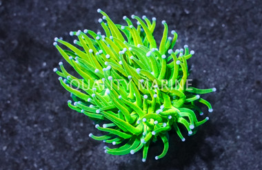 Torch, Cotton Candy Holy Grail  :: Eastern Asia :: 99848