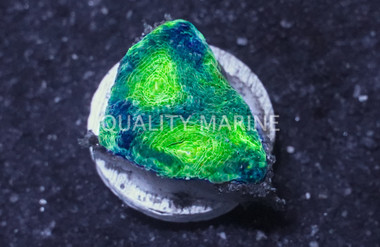 Echinata Neon Green Eye :: Eastern Asia :: 24447