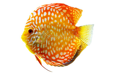 Leopard Albino Discus :: 24078