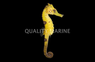 Colored Kuda Seahorse, Sub Adult/Female :: 91683
