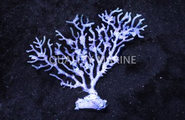 Fan, Purple w/Yellow Tip :: Eastern Asia :: 78965