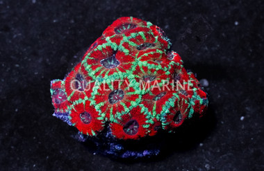 Acanthastrea Lordhowensis :: Eastern Asia :: 32577