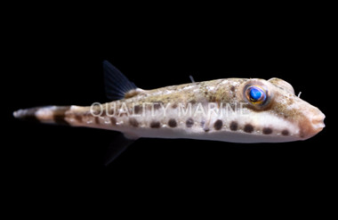 Band Tail :: East Americas :: 26528