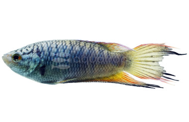Emperor Blue Paradise Gourami :: 11934