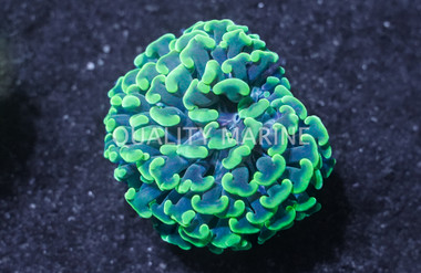 Hammer Branch Green :: Australia / Coral Sea :: 24462