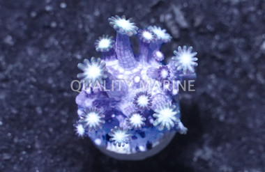 Daisy, Branch Colored  :: Melanesia :: 85509