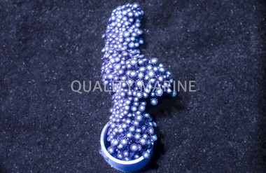 Daisy, Branch Colored :: Melanesia :: 64975