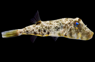 Southern :: East Americas :: 36725