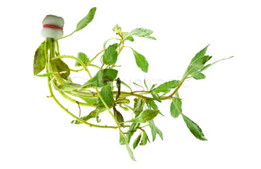 Ludwigia inclinata White Edge - bunch :: 85600