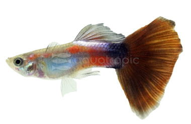 Red Queen Guppy, Male  :: 10470