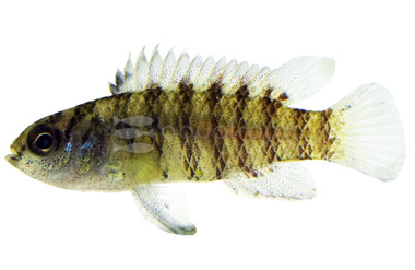 Red Melon Badis Chameleon Fish :: 20347